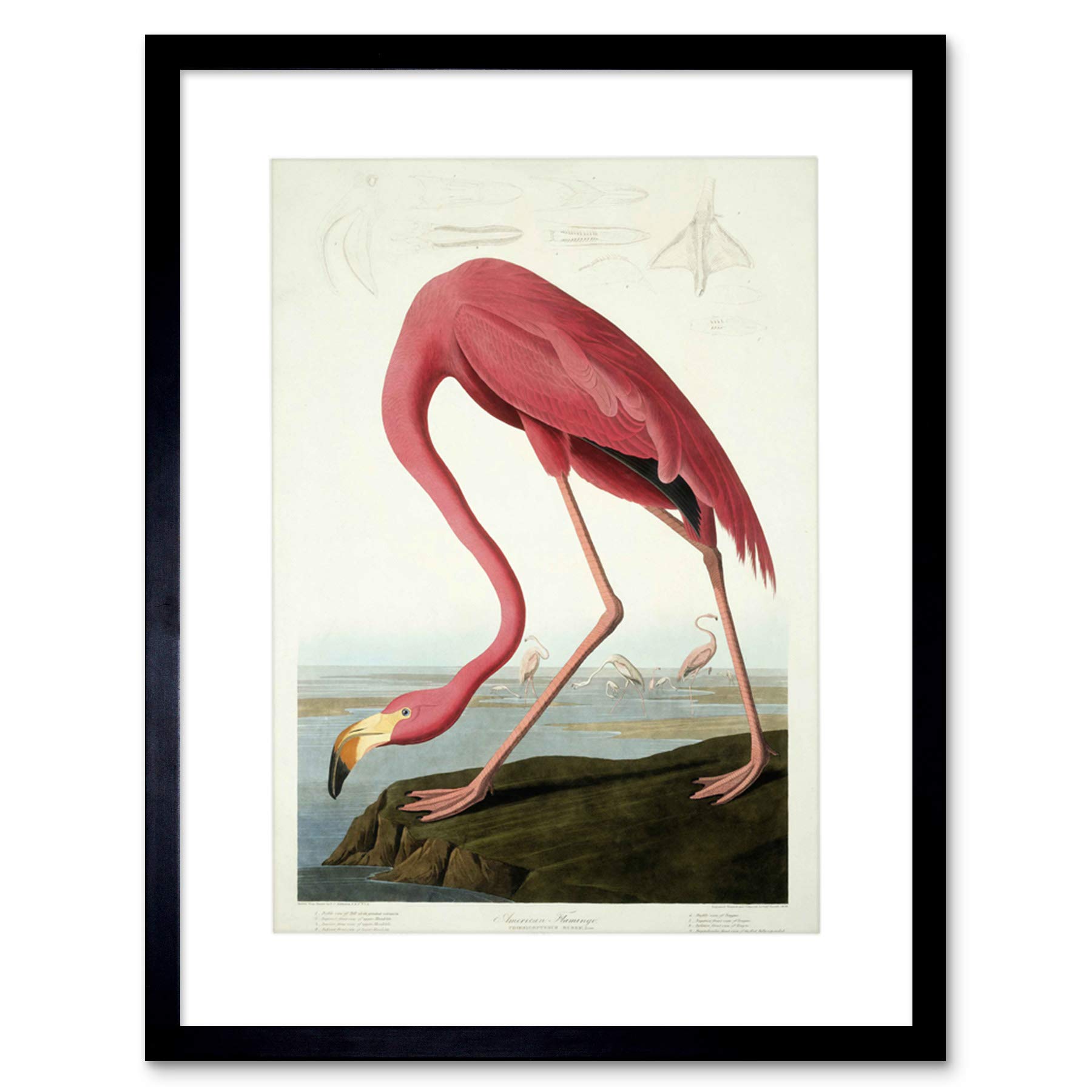 Wee Blue Coo Painting Nature Audubon American Flamingo Picture Framed Wall Art Print