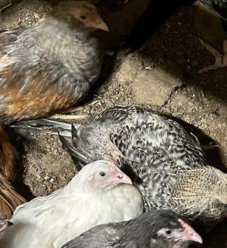 Generic 6 Easter Egger Fertile Hatching Eggs Blue and Green Eggs!