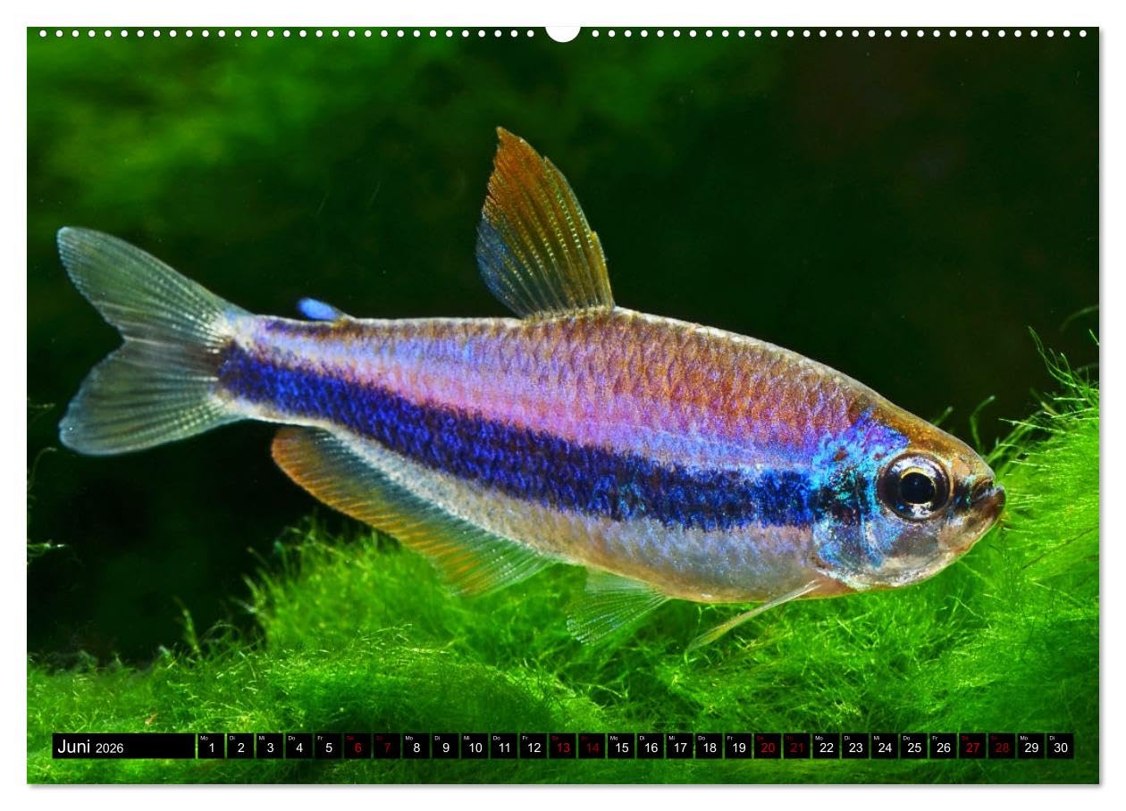 Beliebte Fische der Welt (hochwertiger Premium Wandkalender 2026 DIN A2 quer), Kunstdruck in Hochglanz: Aquaristik - Farbenprächtige Süßwasserfische