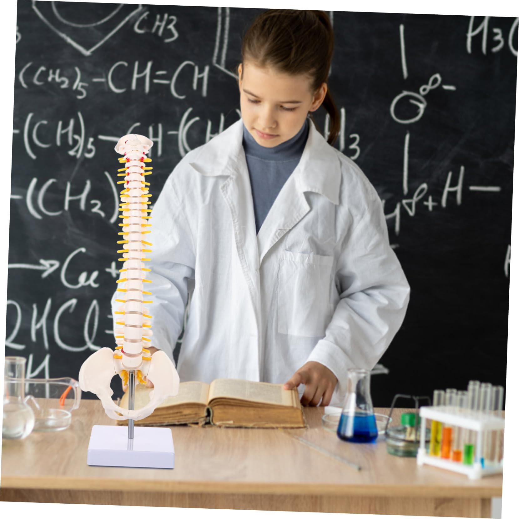 Modello Anatomico di Colonna Vertebrale in Pvc Bianco da 45cm Superficie Liscia e Dettagli Anatomici per Studio e Esposizione Didattica