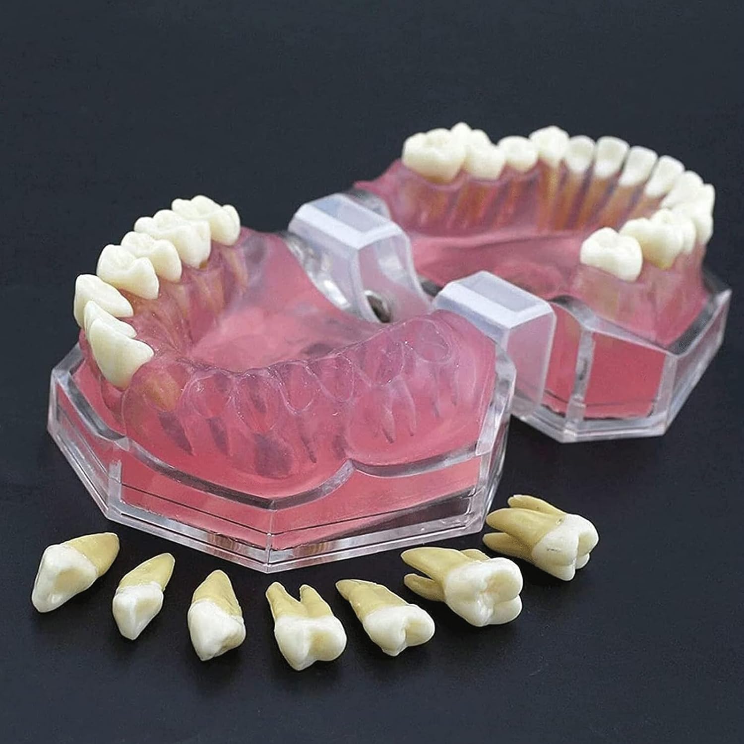 Model zębów demonstracyjnych dentystycznych, model zębów dentystycznych, odłączana nauka, z miękką gumą i 28 szt. zdejmowanych zębów, standardowe nauczanie, do nauczania stomatologii,