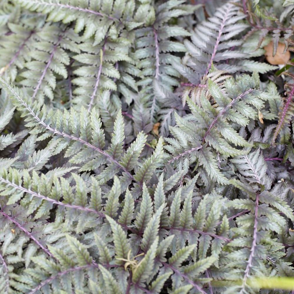YouGarden Athyrium 'Ursula's Red', Established Fern in 9cm Pot, Stunning Shade-Loving Fern Ready to Plant Garden Feature