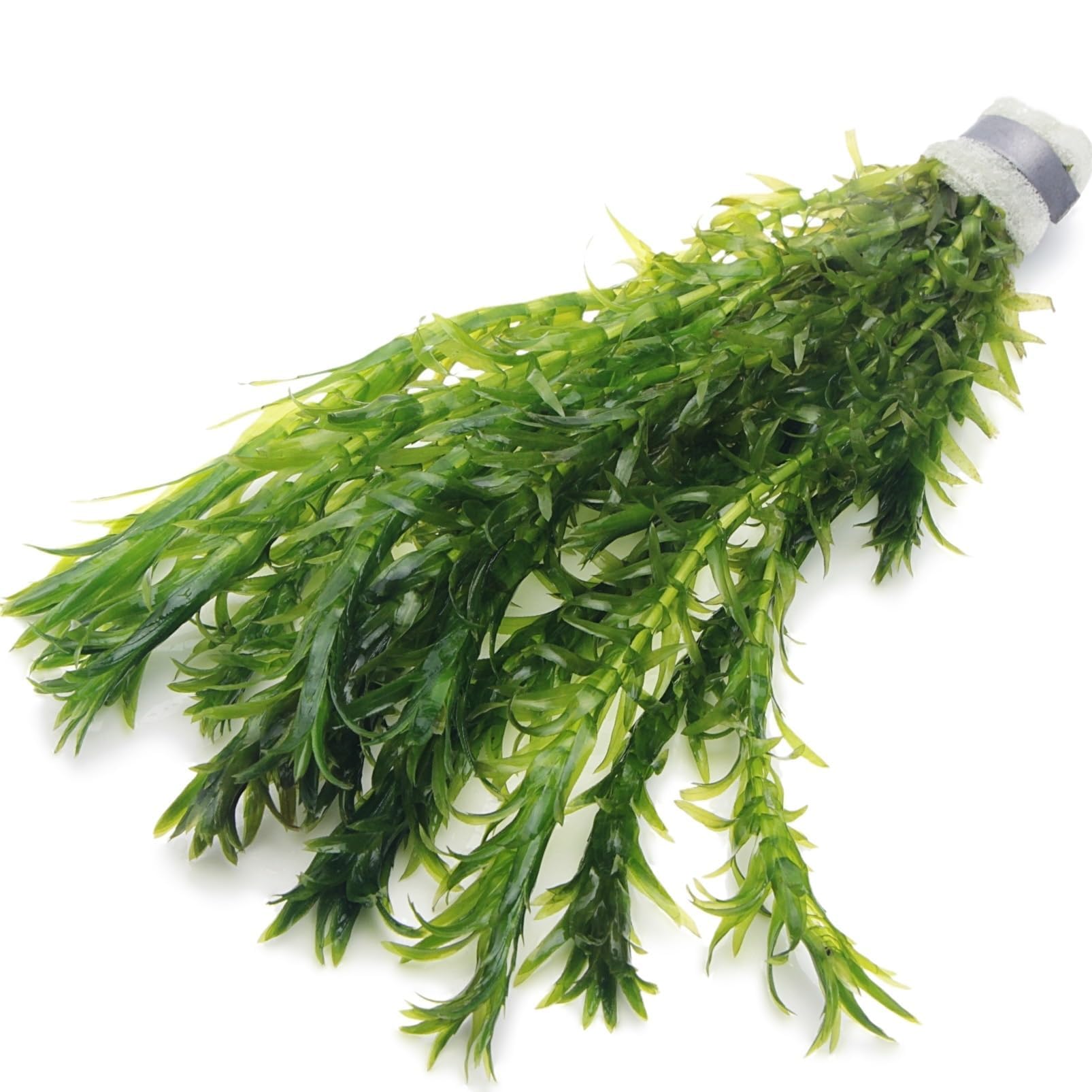10 ELODEA DENSA Oxygenating Weed Live Pond Plant Water Aquarium Aquatic Plants Egeria K2aqua