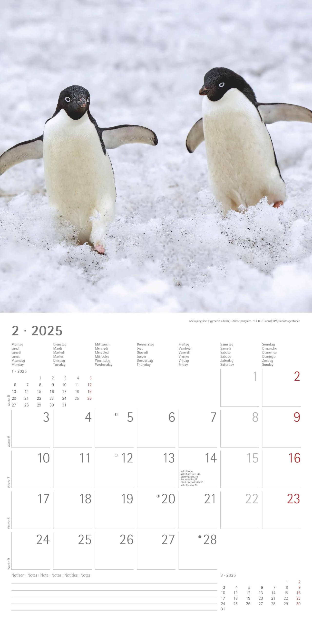 Pinguine 2023 Wandkalender – Mit Süßen Motiven & Viel Platz Zum Eintragen