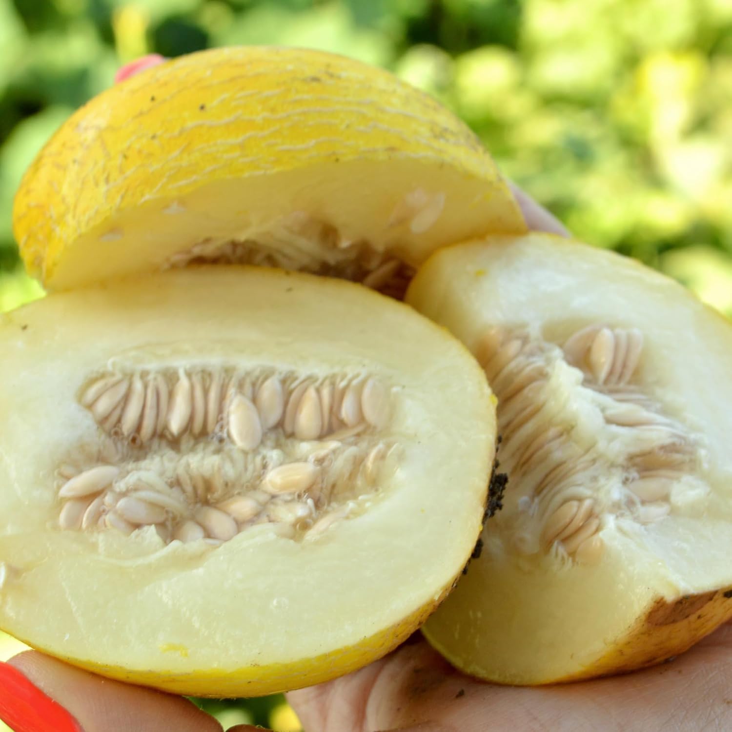 Vine Peach Melon Seeds - 4 Oz ~4400 Seeds - Non-GMO, Heirloom - Fruit & Vegetable Garden - Cucumis melo