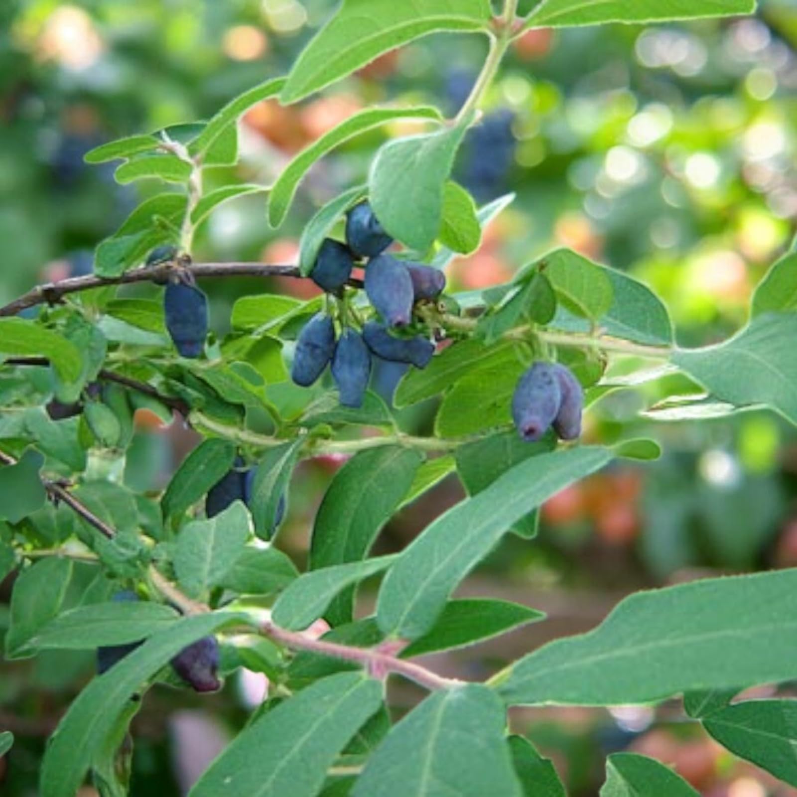 Carbeth Plants 2X Honeyberry Plant in 9cm Pot