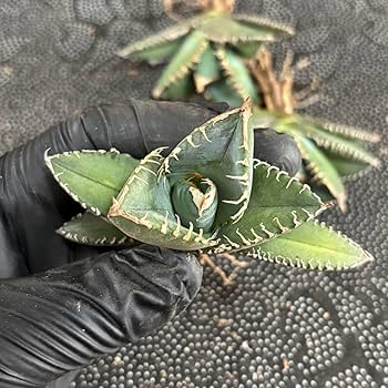 Amazon.co.jp: 多肉植物 アガベ チタノタ 悪魔くん 小株 3株同梱