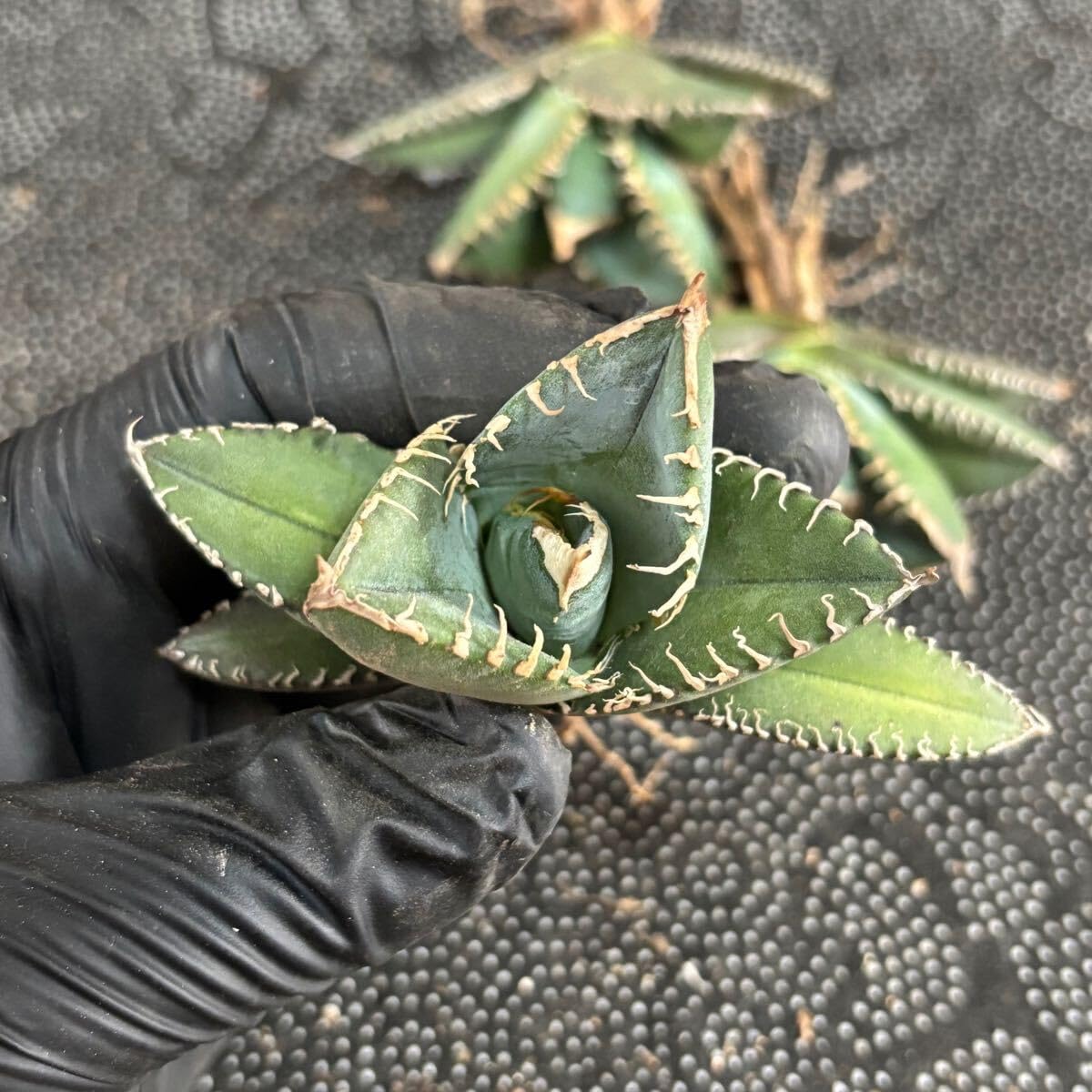 Amazon.co.jp: 多肉植物 アガベ チタノタ 悪魔くん 小株 3株同梱 発根