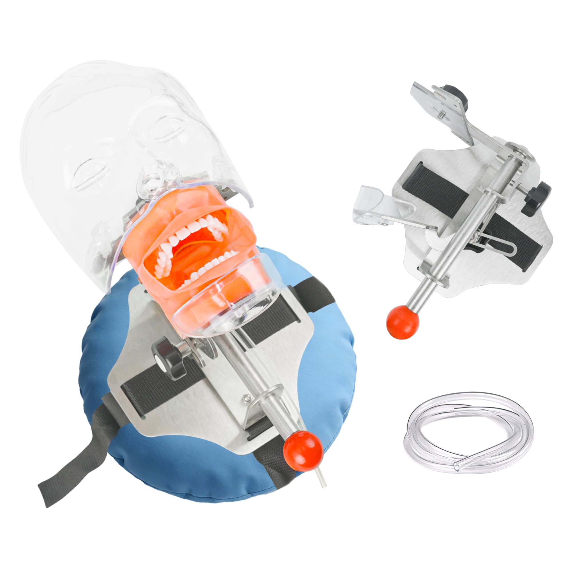 Dental Simulator Mannequin Transparent Head, Typodont Teeth Head Model Fixed on Dental Chair with Detachable Teeth, 180° Adjustable Rotation, Dental