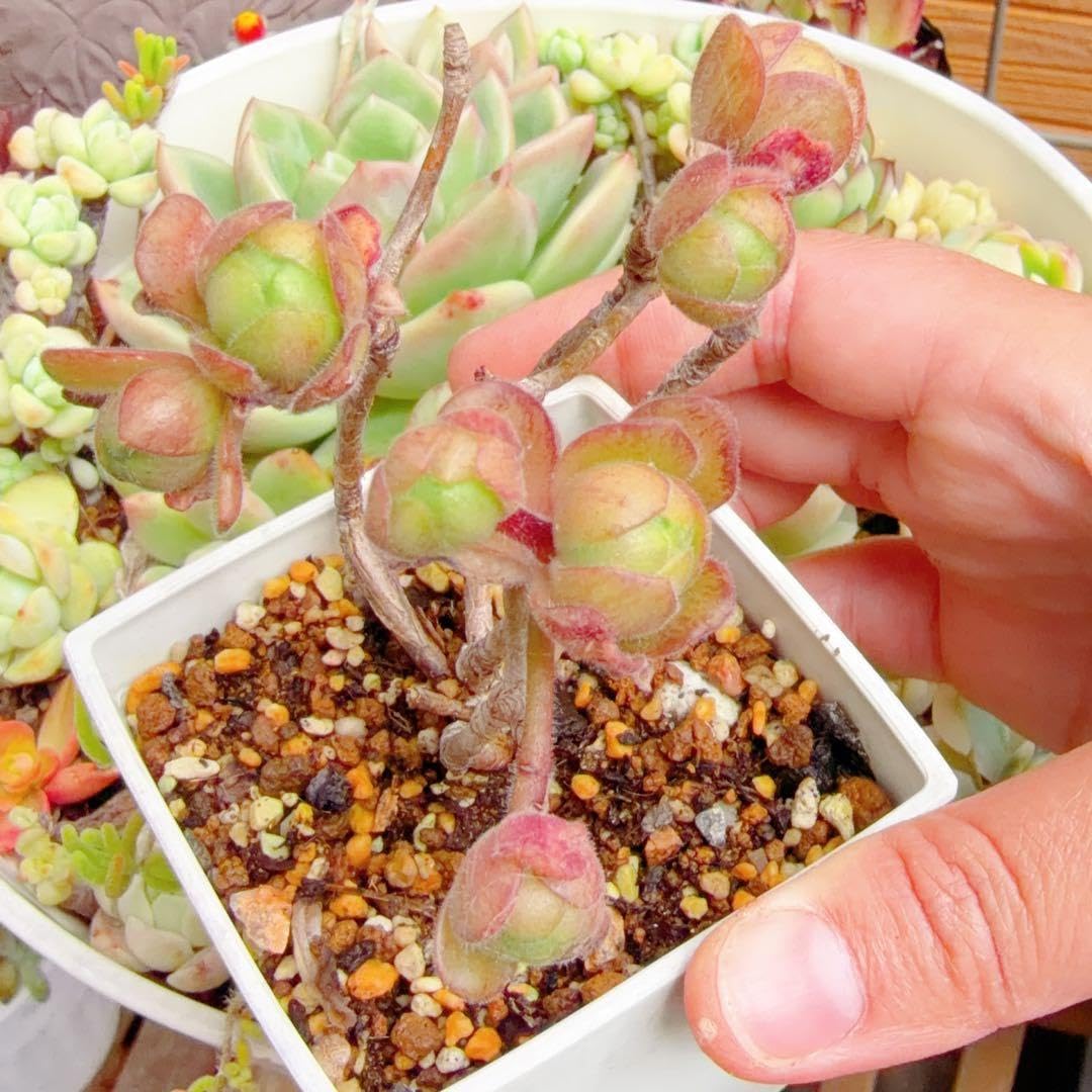 Amazon｜アドニス サンデルシー アエオニウム 多肉植物 抜き苗｜観葉