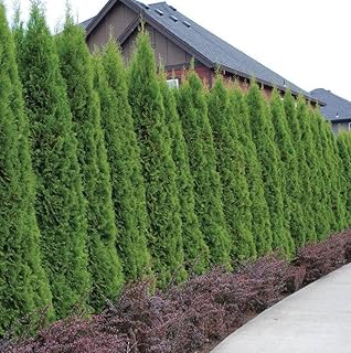 20 Emerald Green Arborvitae Trees/Shrubs - 6-12