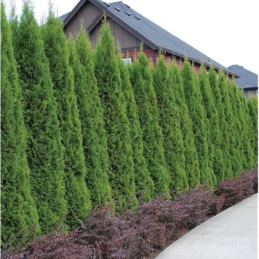 20 Emerald Green Arborvitae Trees/Shrubs - 6-12" Tall Live Plants - Evergreen Hedges/Bushes - Thuja occidentalis 'Smaragd' - (20 Pack)