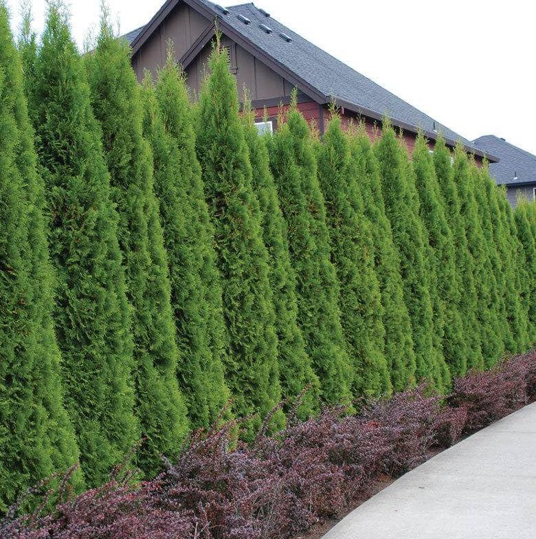 20 Emerald Green Arborvitae Trees/Shrubs - 6-12 Tall Live Plants