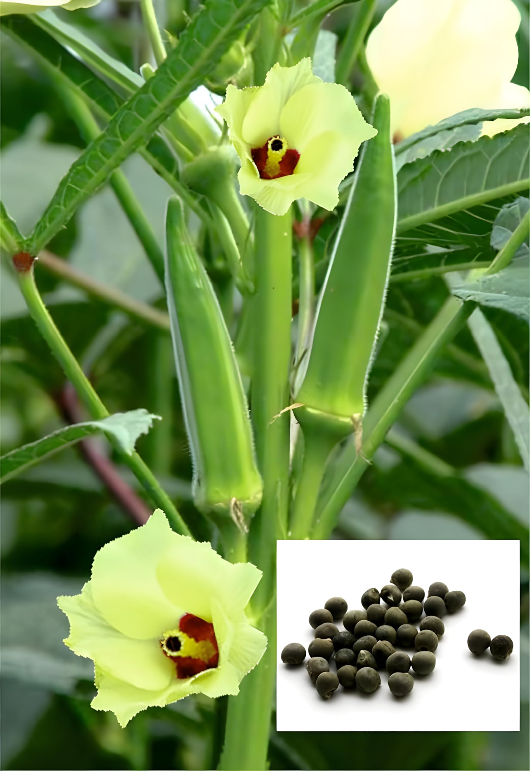 SEEDITO Lady Finger Bhindi Seeds, 100+ Seeds, Organic Vegetable Seeds for Home Garden and Pots