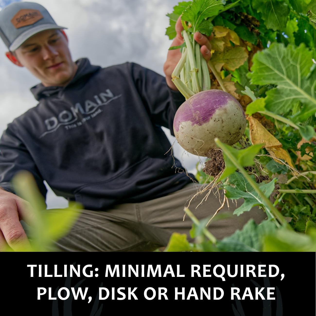 Domain Outdoor Smack Down Food Plot Seed, 1/2 Acre, Variety of Purple Top Turnip and Forage Turnip, Attractive Forages No Matter The Time of The Year, High Levels of Protein and Energy, Fast to Mature