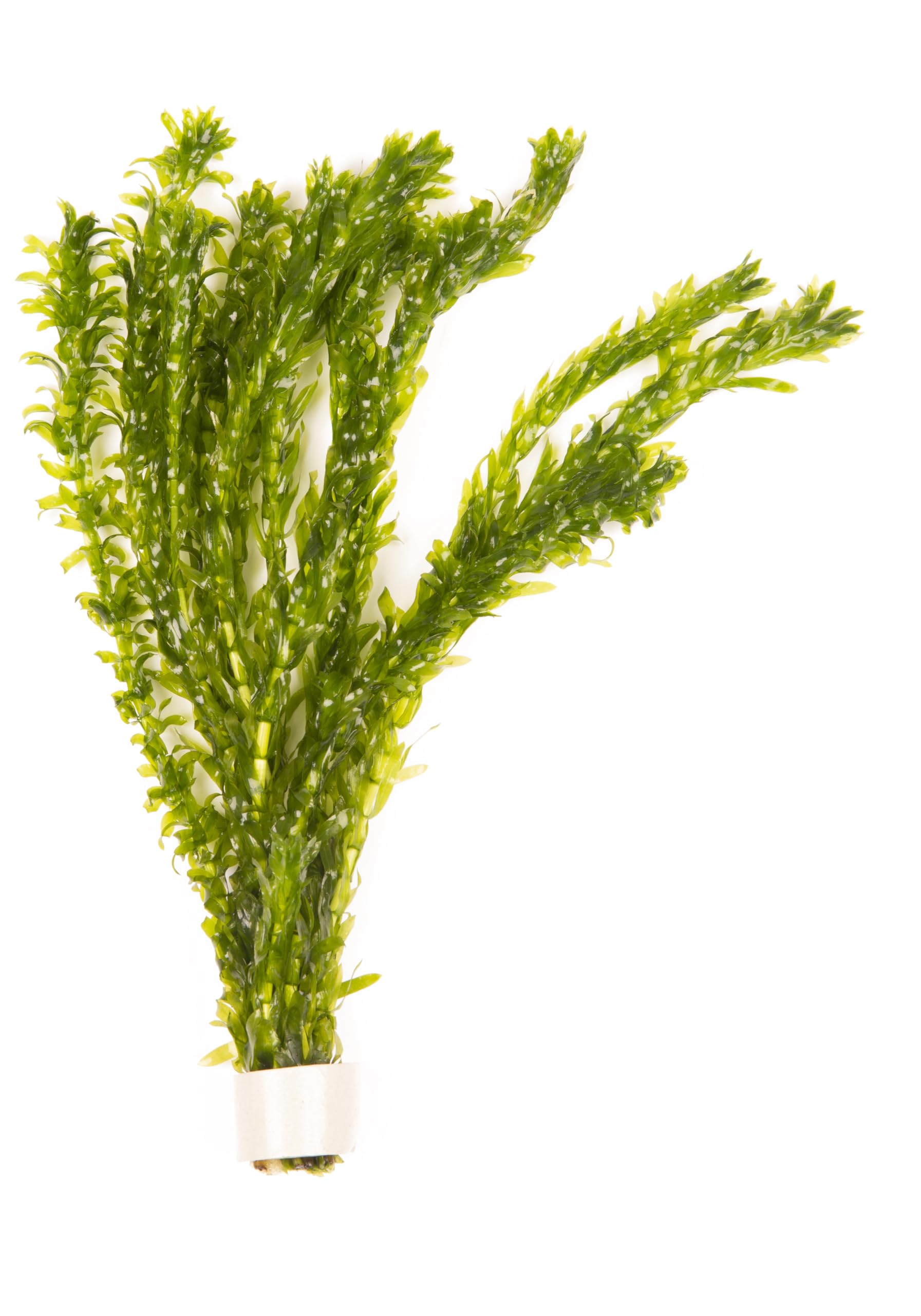 5 x Oxygenating Weed Live Pond Plant ELODEA DENSA - Also Aquarium Aquatic Plants (Weighted)