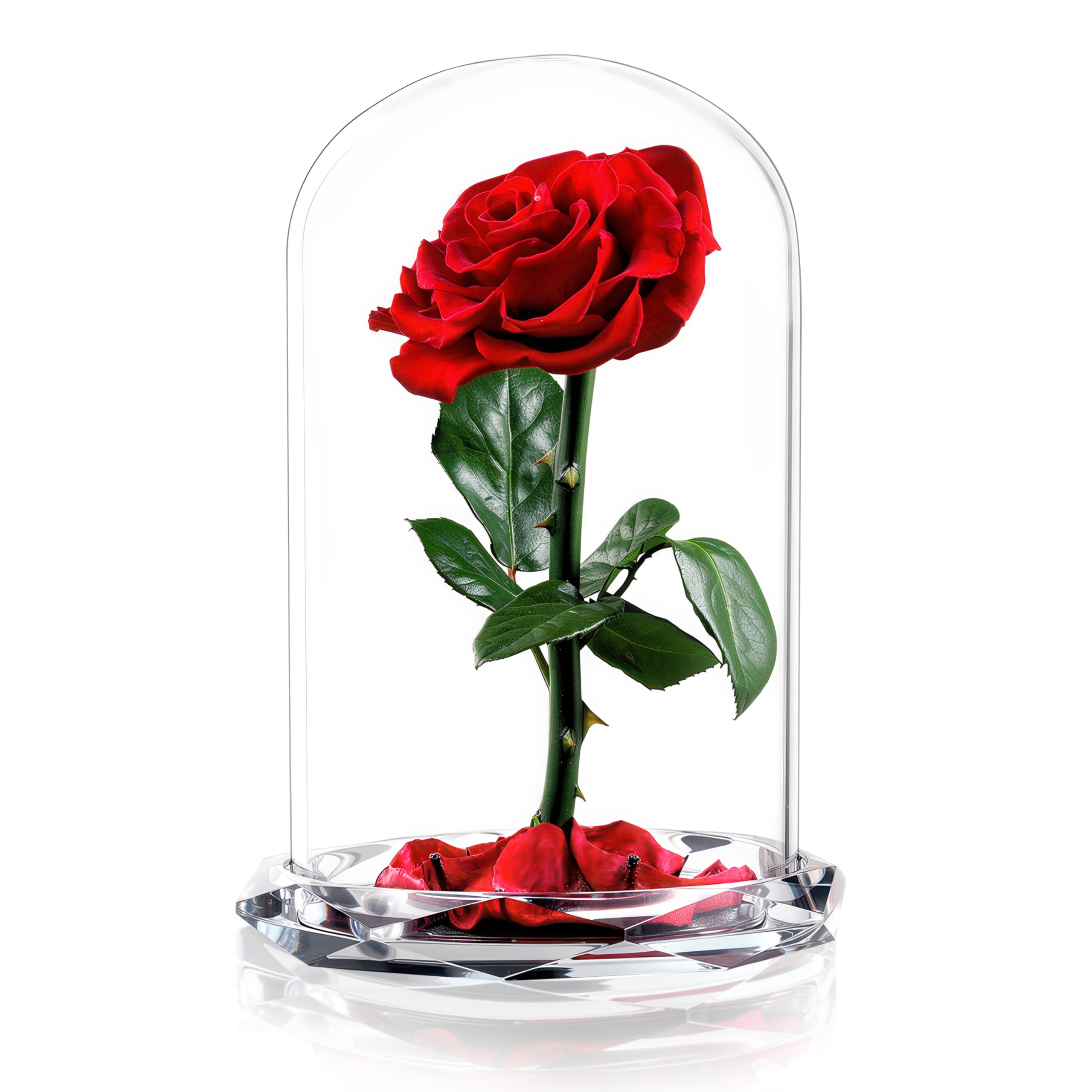 INTIGNIS Vera Rosa Conservata in Cupola di Vetro, Rosa Stabilizzata 25 cm con Fiore 8 cm, Durata Fino a 5 Anni, Base Decorativa, Idea Regalo Elegante per Lei, (Rossa)