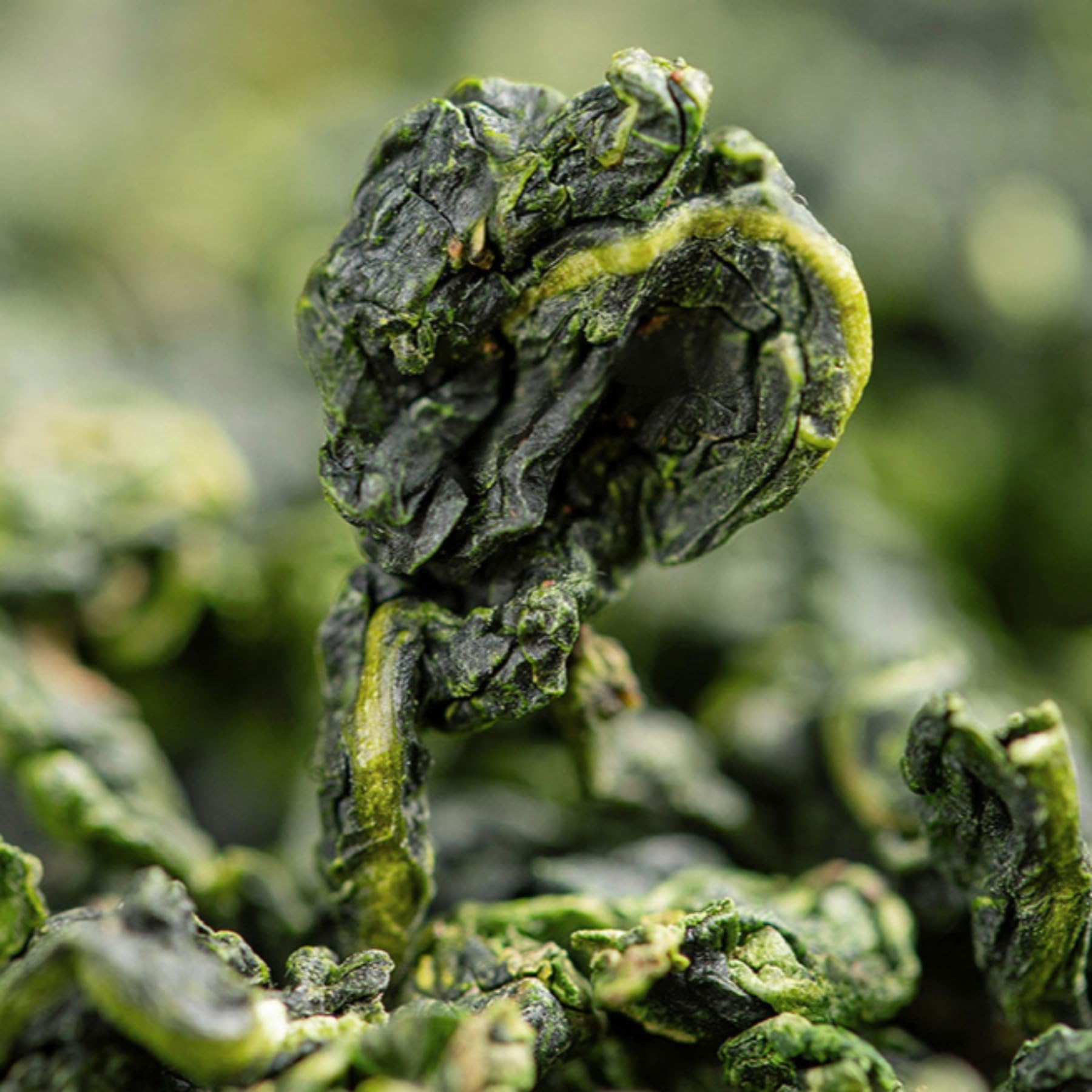 Tè Tieguanyin Oolong Premium Con Aroma Puro 250g / 8,81oz Confezione in Scatola Squisita