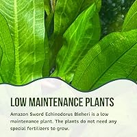 Vista 3 de Mainam Yaxa Sword Echinodorus Bleheri - Decoraciones tropicales de agua dulce para acuario (3 unidades)