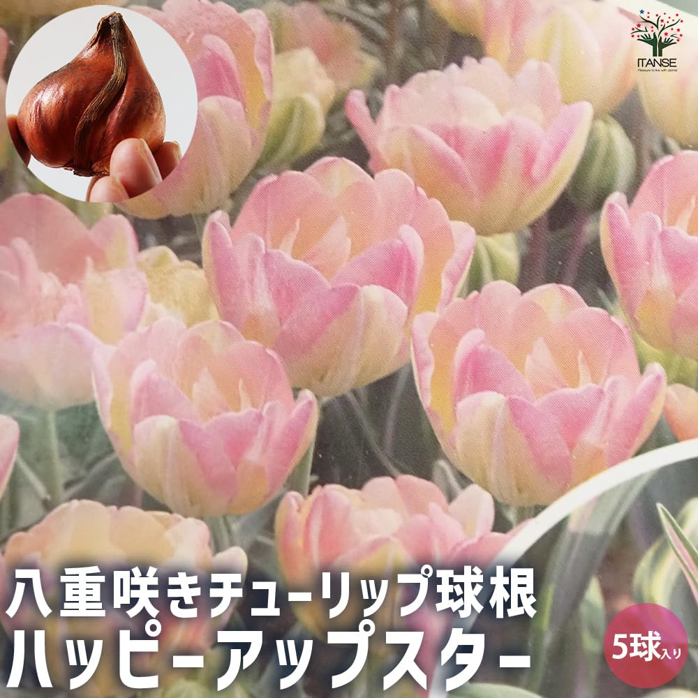 光触媒フラワー「百合と八重咲きのチューリップの特大アレンジ」至高の春の調べ チューリップの咲き方図鑑】八重咲き LOVEGREEN(ラブグリーン) | 花束・アレンジメント