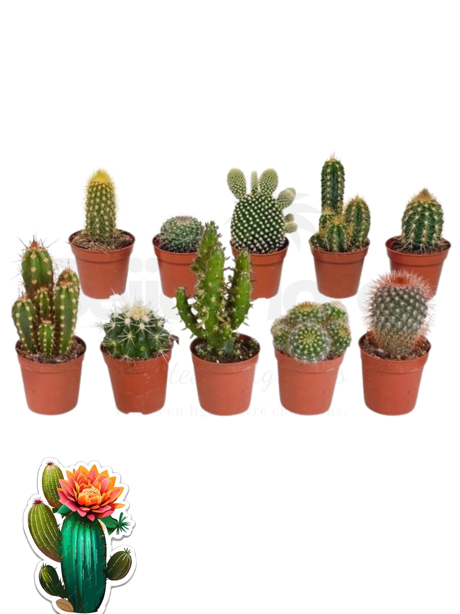 Cactus Mélange de 10 Pots sur votre étagère de salon style urban jungle