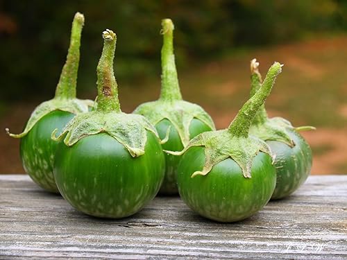 Miniatura 3 de Petch Siam Semillas de berenjena tailandesa - Paquete de más de 600 unidades - para 2024 Huevo redondo de berenjena verde pequeño berenjena