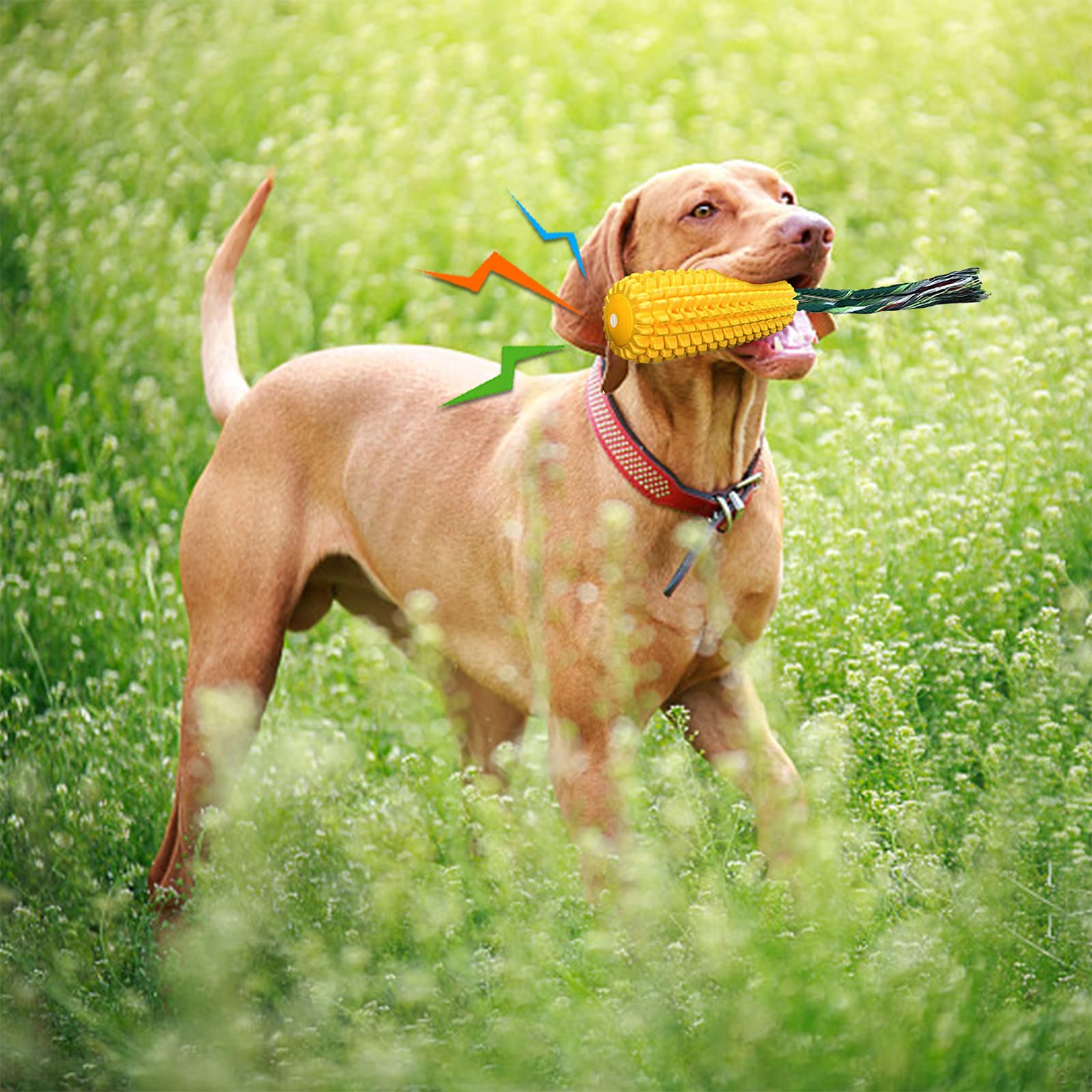 Hundespielzeug Mais-Ziehseil Mit Quietscher – Für Kleine Bis Mittelgroße Hunde, Kau- & Zugfest