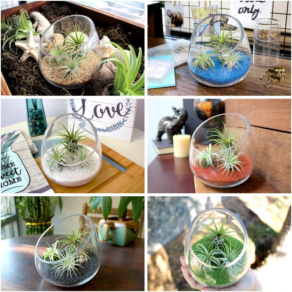 5 Inch Thick Slanted Glass Bowl Terrarium DIY Kit with Beach Sand and 3 Live Tillandsia Ionantha Air Plants - Indoor House Plants for Home and Office Decor