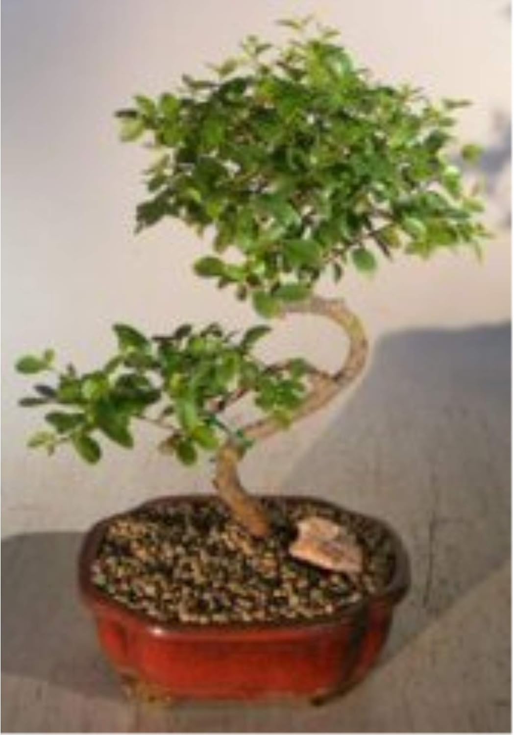 Bonsai Boy Flowering Sweet Plum- Medium Curved Trunk Style sageretia theezans