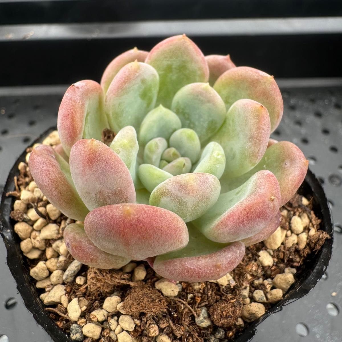多肉植物 韓国苗 ✿︎ まめ ✿︎様 Amazon.co.jp: 多肉植物 韓国苗 抜き苗 カーネリアン : Hobbies