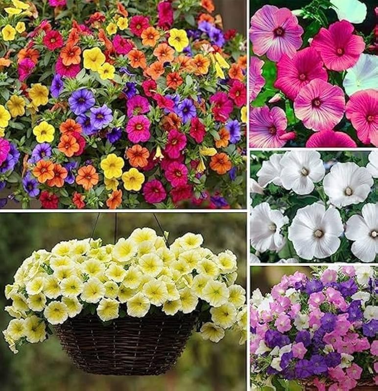 Petunia flower seeds hybrid sakata || Hybrid sakata seeds for petunia flower,High germination seeds pack of 10 + Multicolour Seeds