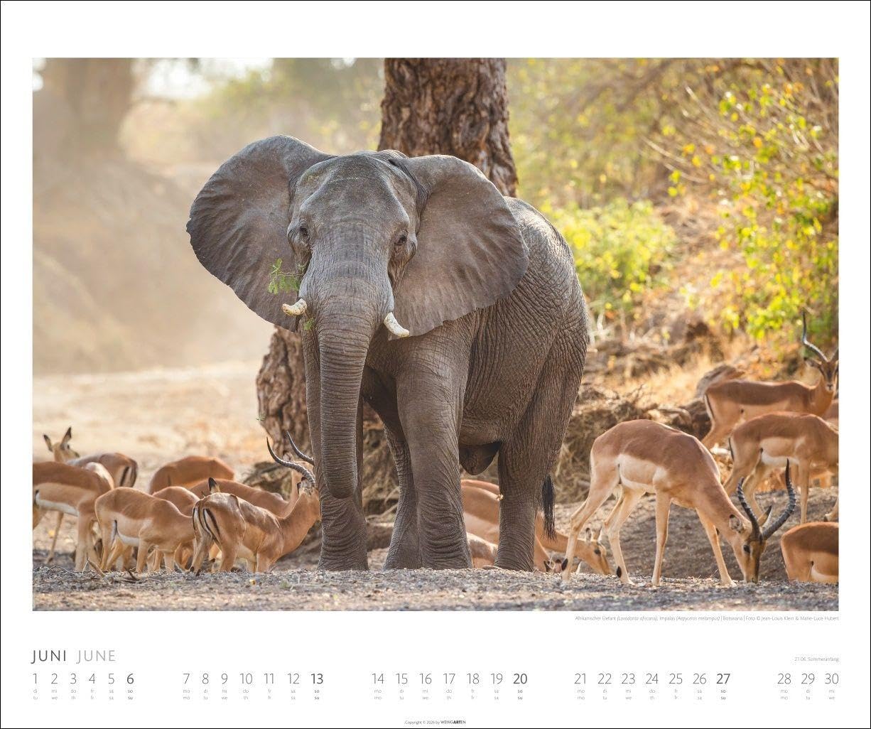 Elefanten Kalender 2027: Die sanften Riesen Afrikas, porträtiert in einem großen Wand-Kalender. Hochwertiger Fotokalender voll beeindruckender Aufnahmen. 55 x 46 cm Querformat