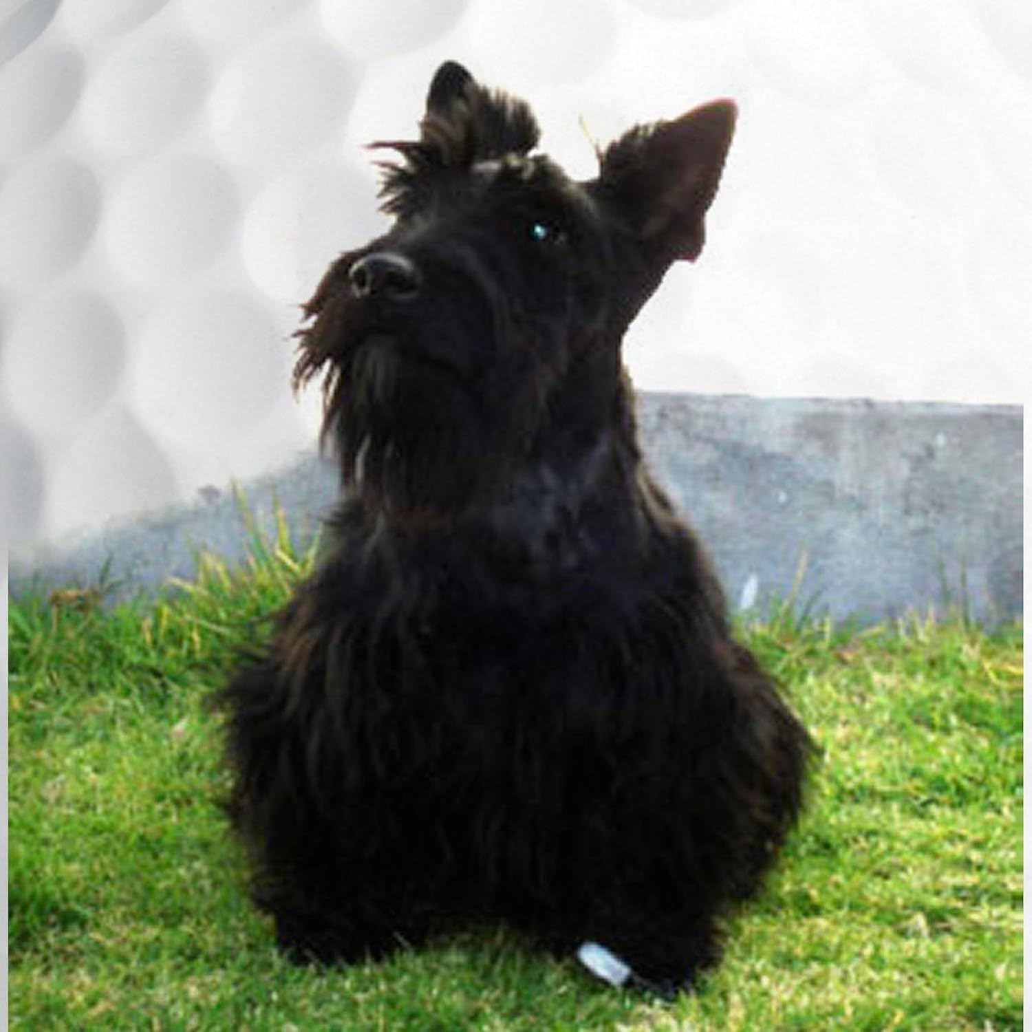 CafePress Scottish Terrier Sitting Novelty Golf Balls (Pk of 6)