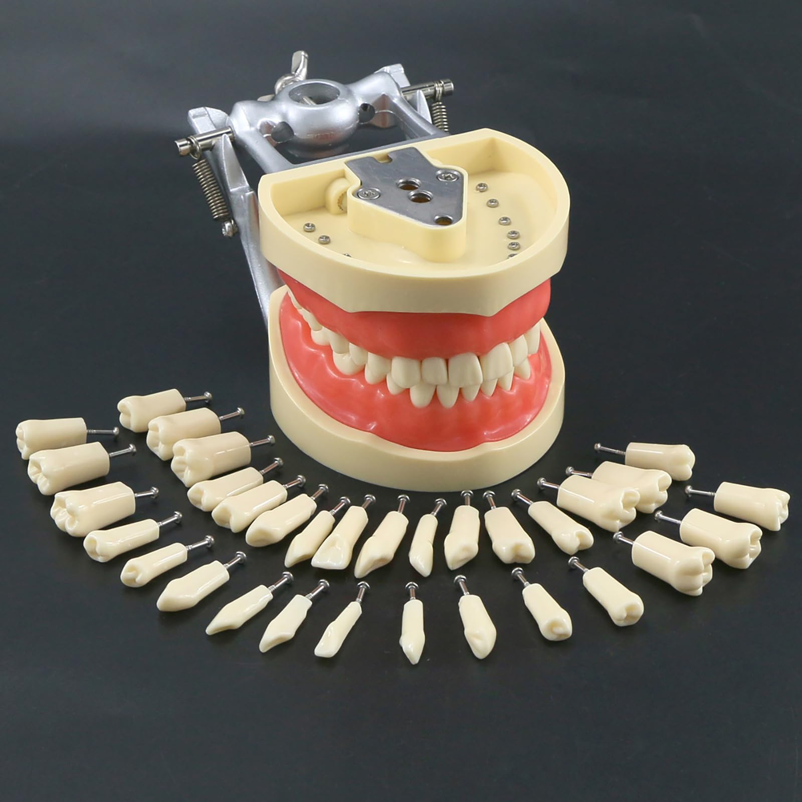 Modello di Insegnamento Orale, Modello di Preparazione del Dente Staccabile E Sostituibile a 32 Denti a Bocca Piena, Utilizzato per L'insegnamento Dentale E L'igiene Orale