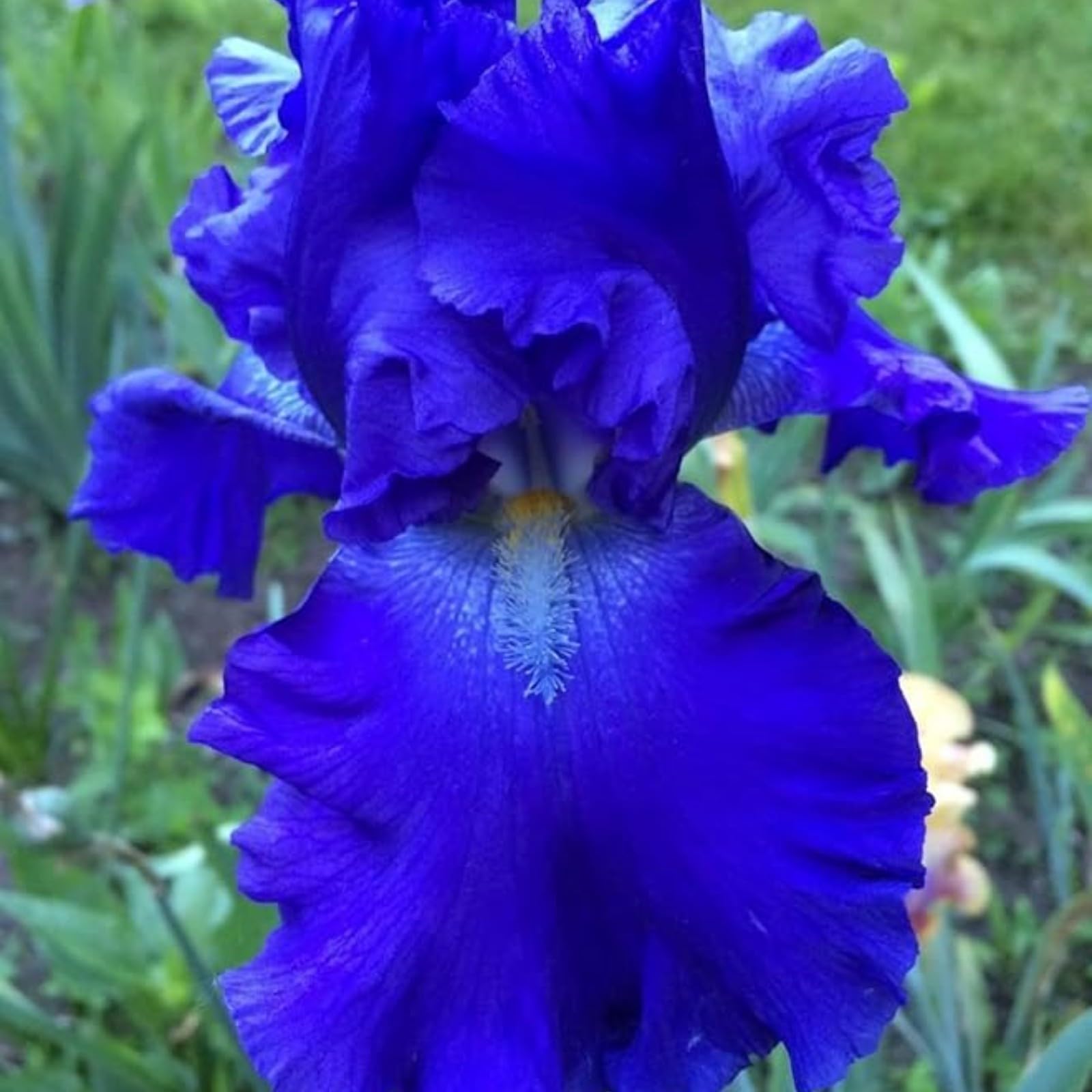 Iris Bulbs for Planting Now UK Ornamental Perennial Excellent Display Natural Organic Easy Plant Hard Greening Flower Good for Containers Unique.-3Bulbs-K — image 1