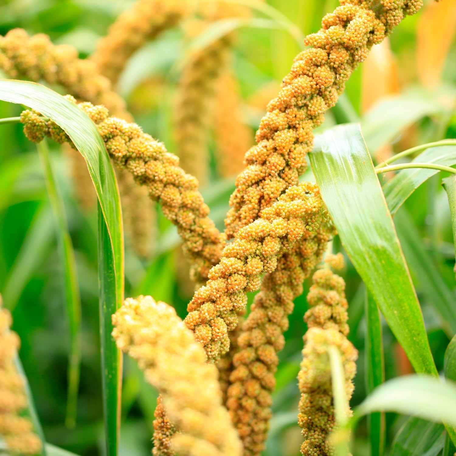 Evergreen Farm and Garden White Proso Millet Field & Bird Seed (8.5 Lbs)