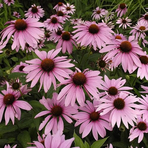 Miniatura 7 de Outsidepride Echinacea Purpurea - Semilla de flores de corte de jardín púrpura - 50 semillas