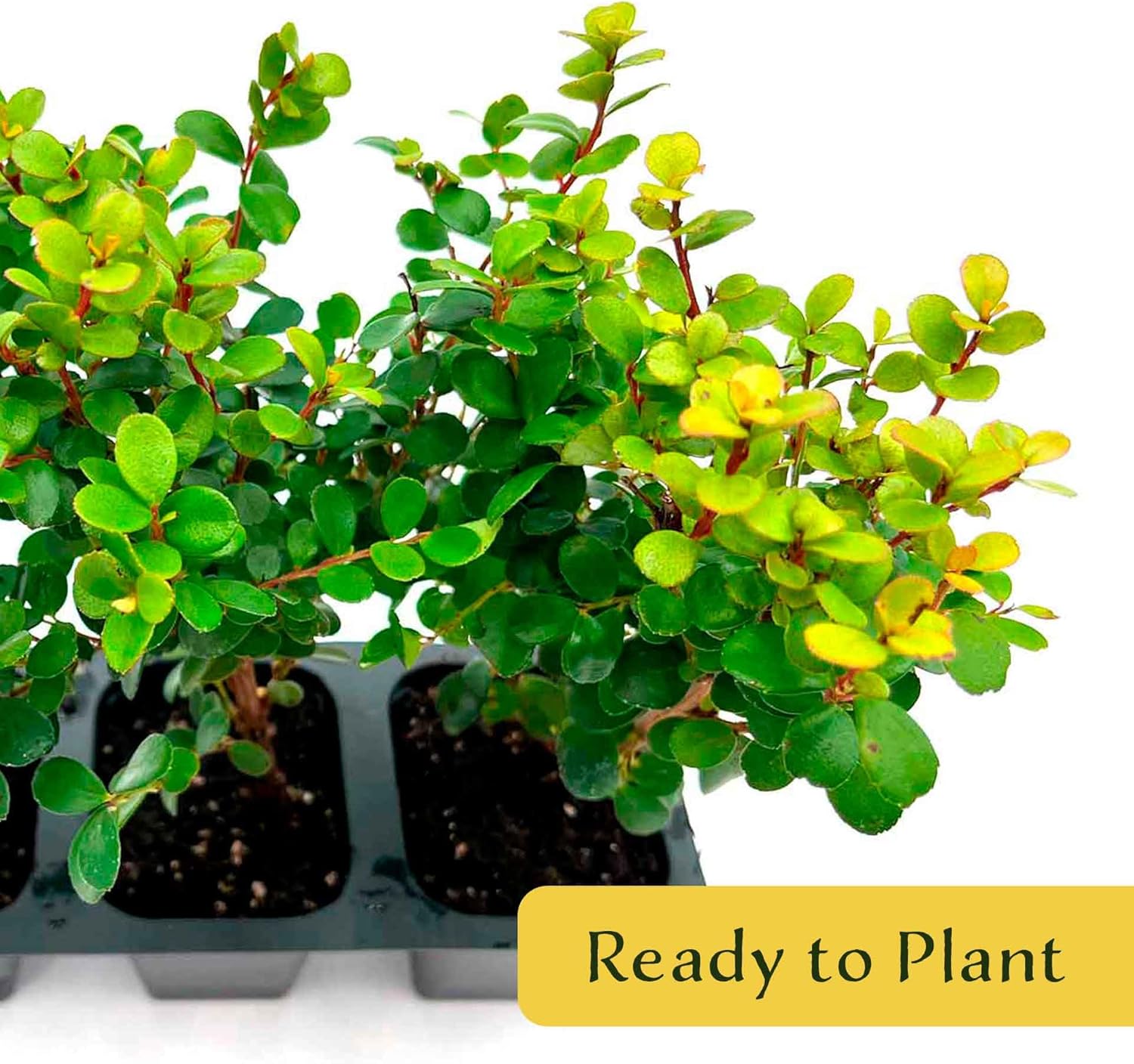 6 African Boxwood Myrsine – Dense Evergreen Shrub for Low Hedges, Borders & Topiary Landscapes (Myrsine africana) in 2.5” Cubes, Live Plants