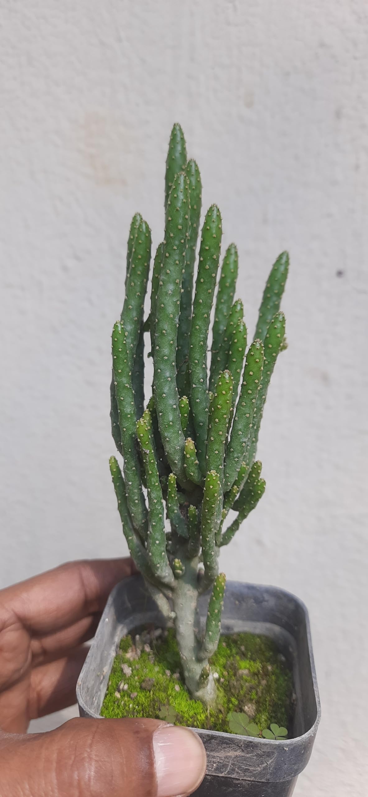 See full amazon price history chart for greEen earth OPUNTIA MONACANTHA MONSTRUOSA Cactus 1 live plant greEen earth OPUNTIA MONACANTHA MONSTRUOSA Cactus 1 live plant (B0CLZYYRDH) Amazon Price History, Amazon Price Tracker