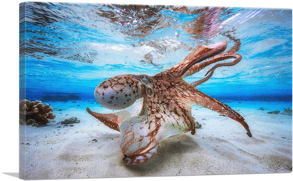 ARTCANVAS Octopus in Shallow Ocean Water Canvas Art Print Stretched Framed Painting Picture Poster Giclee Wall Decor - 26" x 18" (0.75" Deep)
