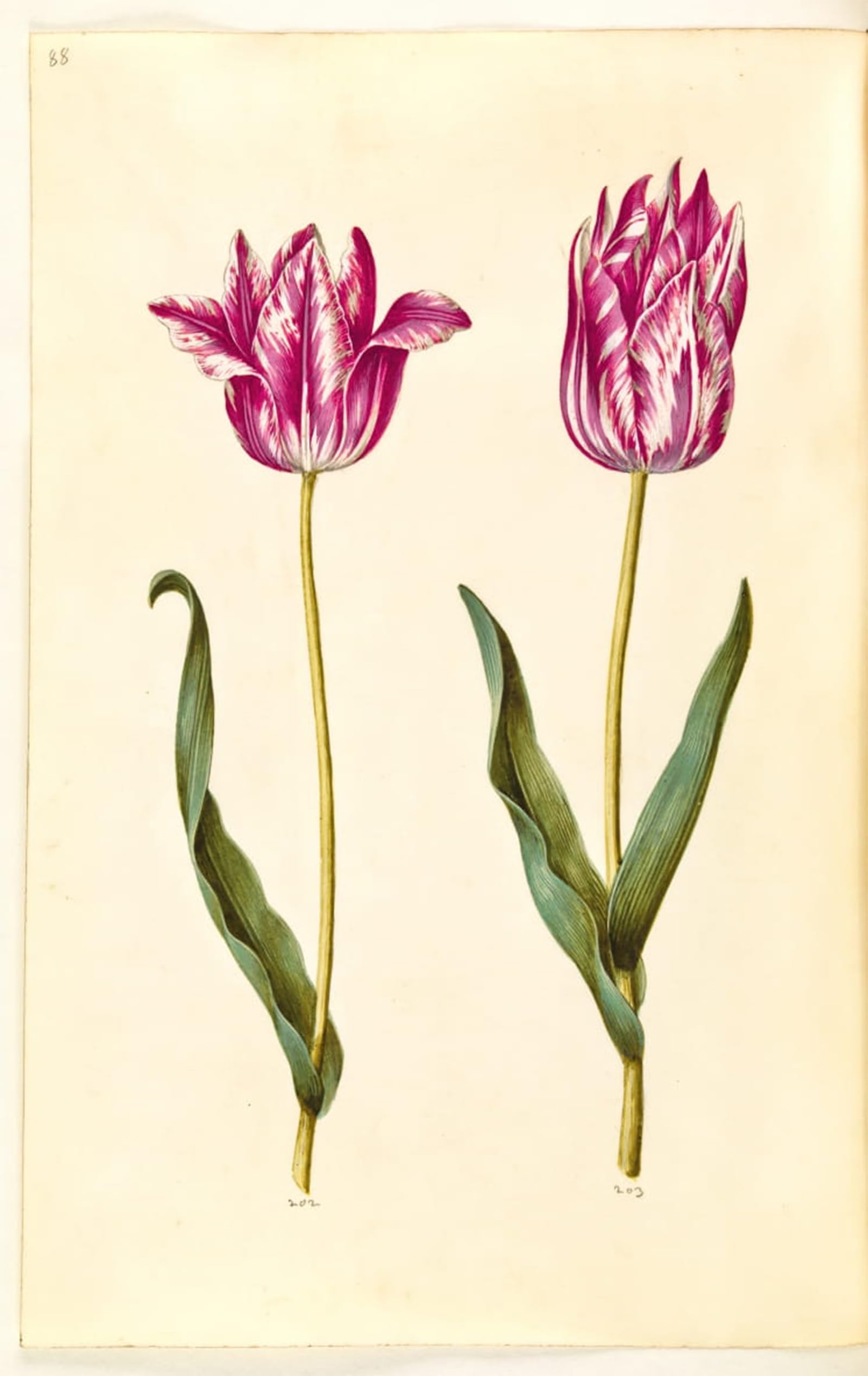 POSTERIIk Famous Print Pop Art Wall Art Graffiti Tulipa Gesneriana by Hans Simon Holtzbecker Art Prints for Home Decor 60x90cm