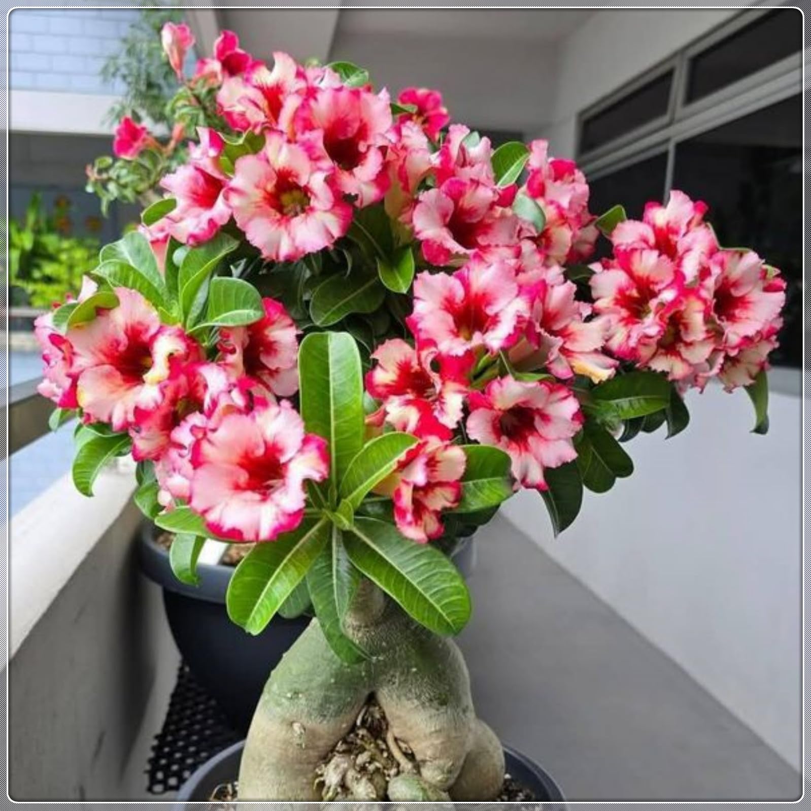 Magnificent Desert Rose Bulbs in Bulk: Hardy Perennial Desert Rose Bushes for Garden Ready to Plant Garden Displays-4 Bulbs-F