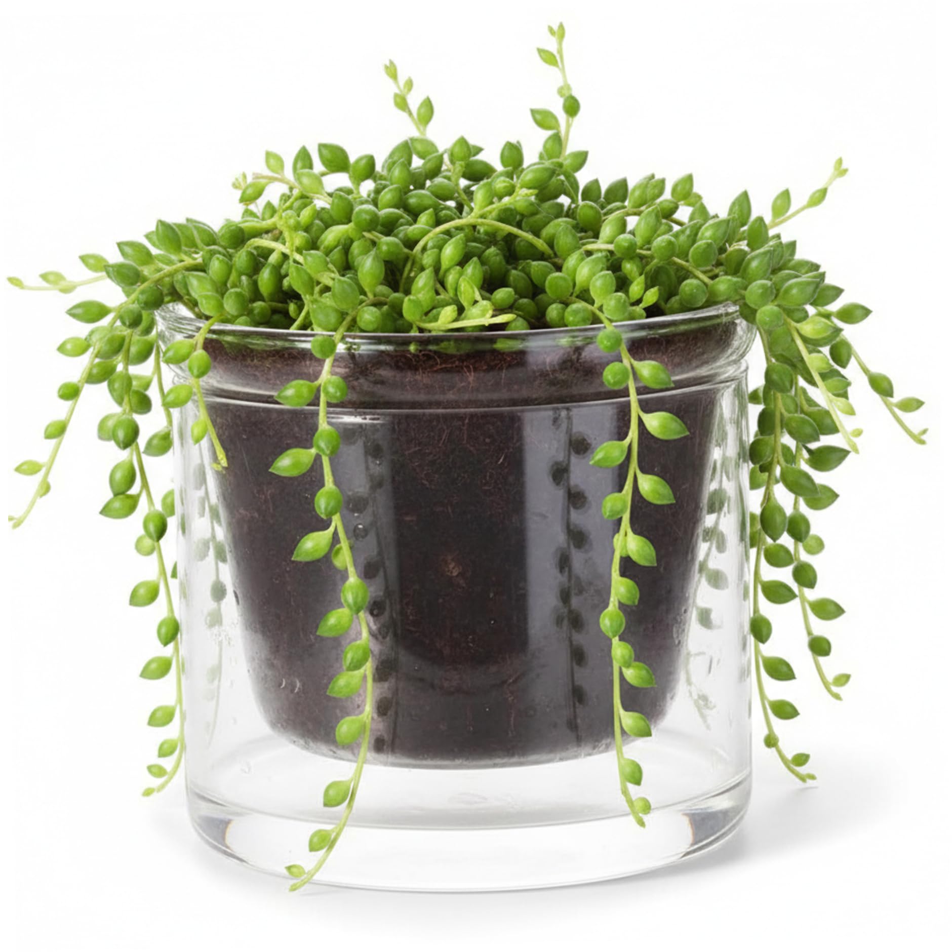 Neptuiby Clear Self Watering Pots, 250ml Glass Planter with Water Reservoir - Semi Hydroponic Pots for African Violets, Succulents & Indoor Plants.