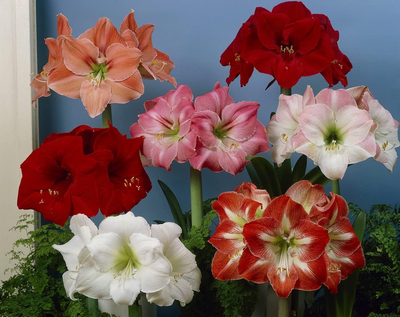 Amaryllis lily flower bulbs double Flower Bulbs for Planting & Home Garden Pack of 5 Bulbs By Zabbus
