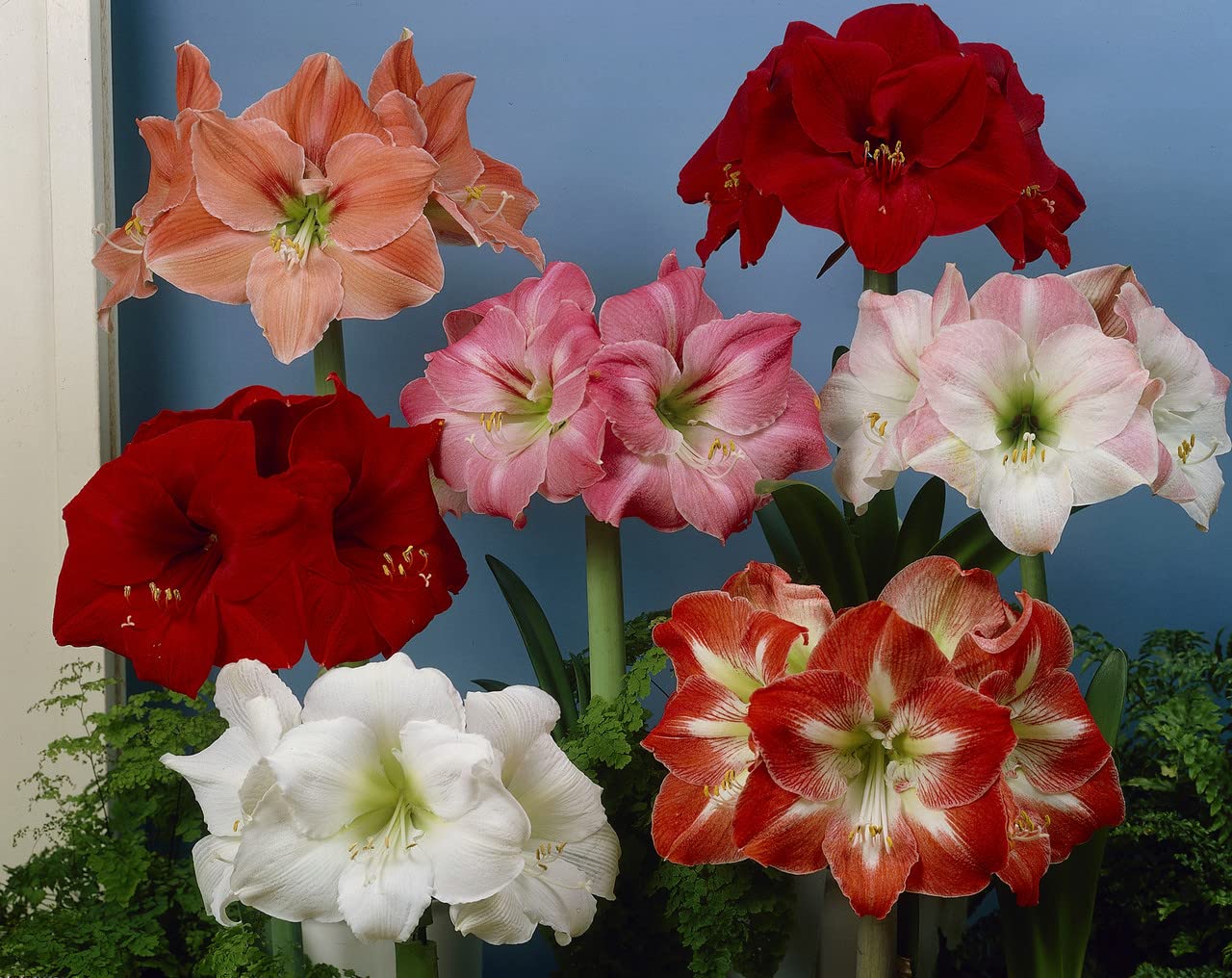 Amaryllis lily flower bulbs double Flower Bulbs for Planting & Home Garden Pack of 5 Bulbs By Zabbus