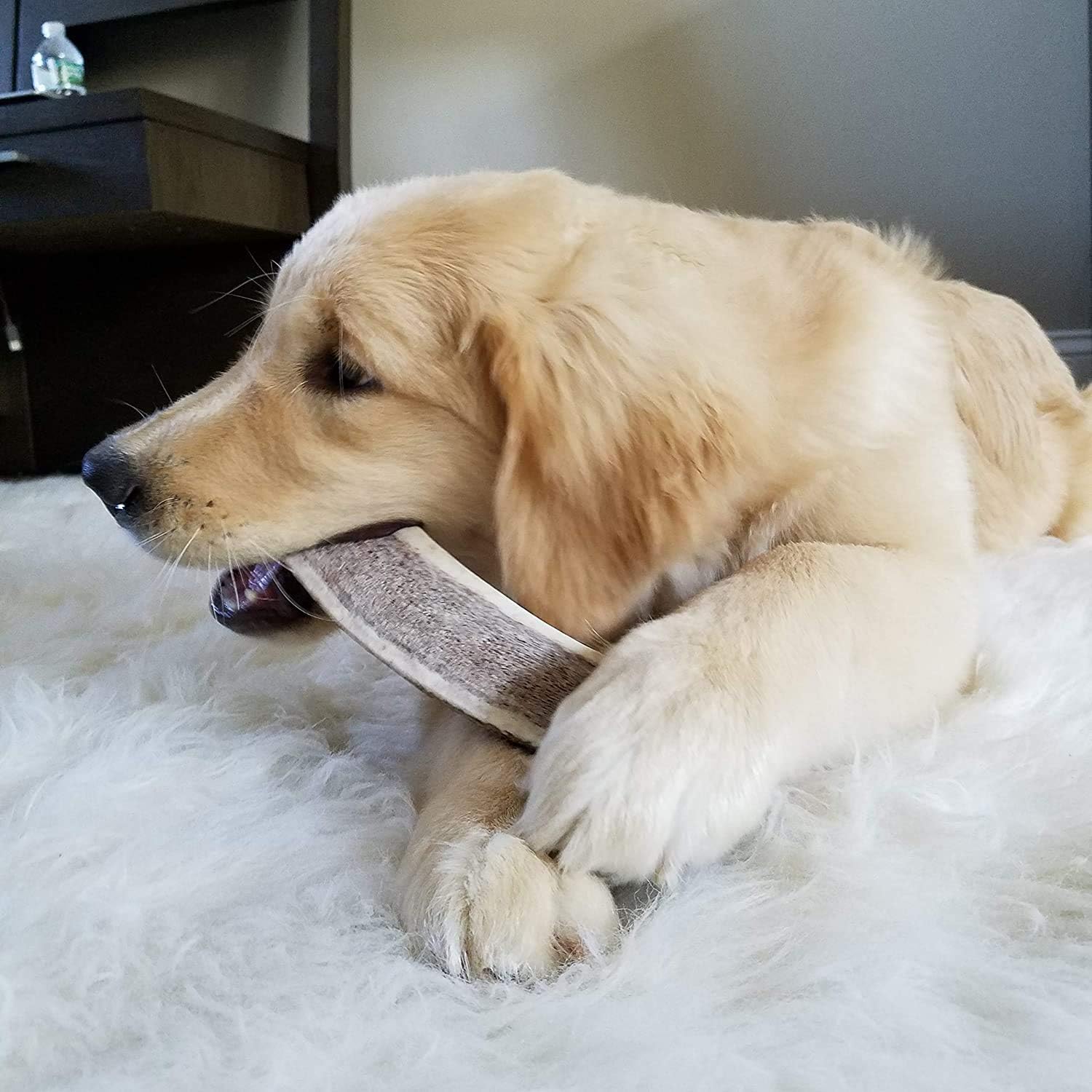 Perfect Pet Chews Split Elk Antler Dog Chew - Grade A, All Natural, Organic, and Long Lasting Treats - Made from Naturally Shed Antlers in The USA - Medium Treat - 5-Count