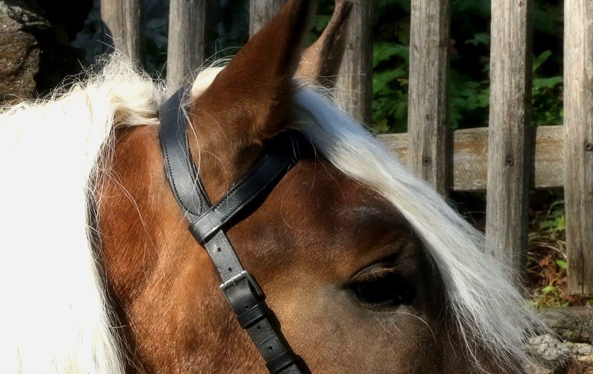 Kappzaum mit Gebiss Einhängung Minipony Minishetty Mini Shetty Pony VB WB Leder Schwarz Tysons (WB)