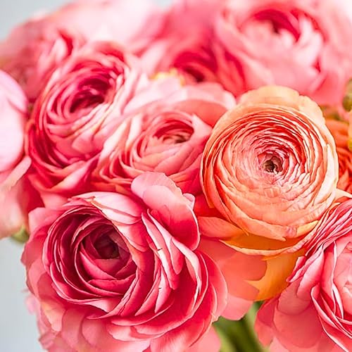 Bulbos de ranúnculo para plantar en otoño, paquete de 25 bulbos de ranúnculo rosa y blanco para plantar, bulbos de ranúnculo de peonía para plantar