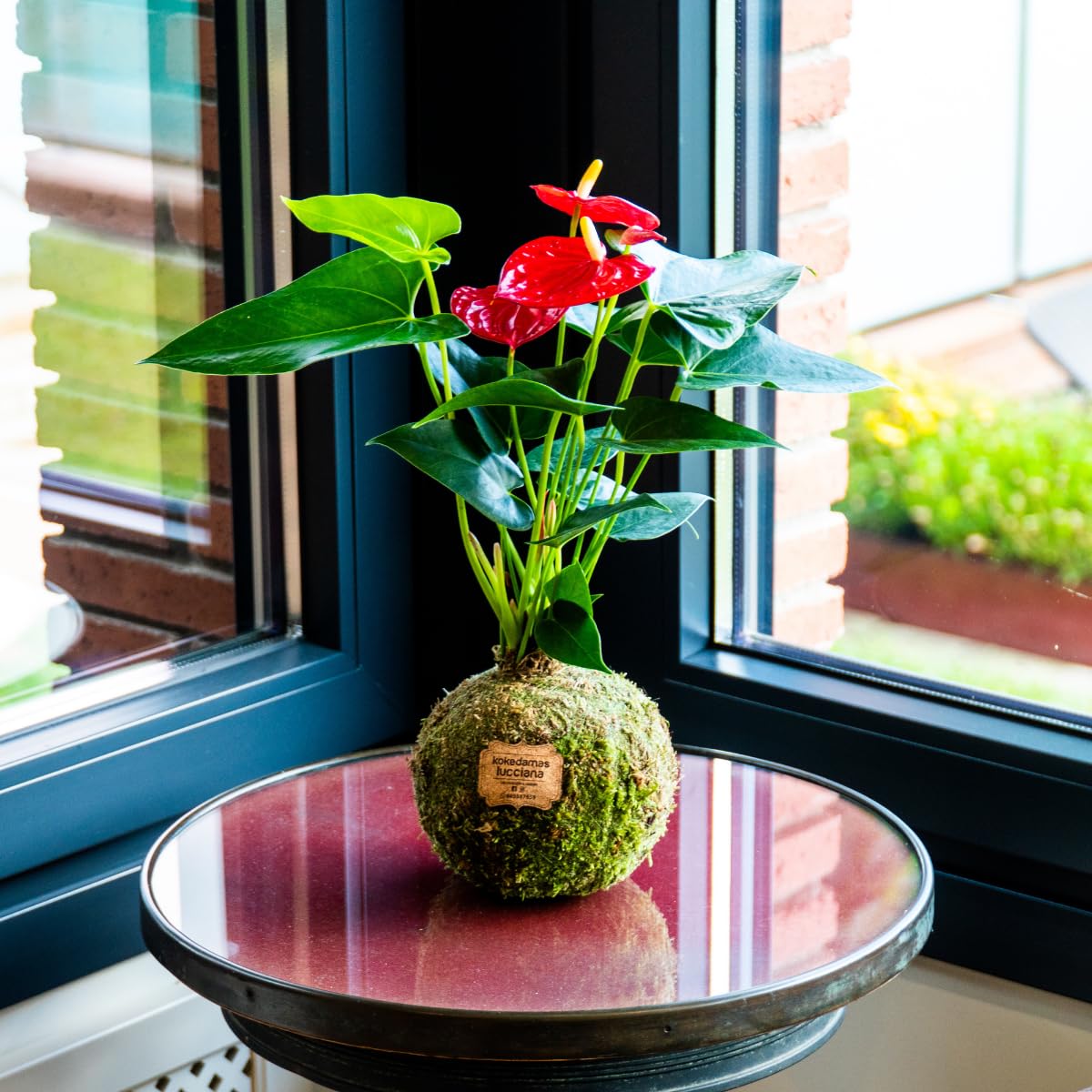 Kokedama Anturio Rojo - Kokedama Interior | Bola de Musgo Vivo | Planta Natural | Planta Interior | Decoración Hogar | Fácil Cuidado y Mantenimiento — view 3