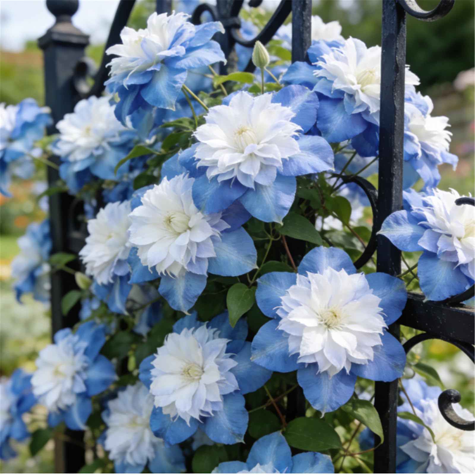Rare Clematis/Climbing Clematis/Rhizomes/Garden Fences/Climbing Plant Decorations/Bare Roots Hardy, Professional for Beautiful Indoor/Outdoor Displays-3 Roots-I